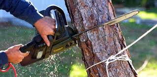 Professional  Tree Services in Grizzly Flats, CA