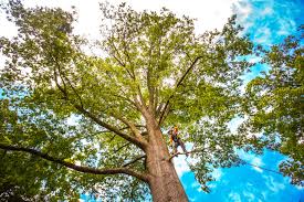  Grizzly Flats, CA Tree Services Pros