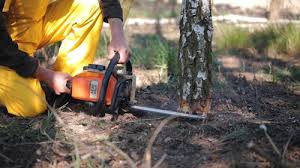 Best Tree Mulching Services  in Grizzly Flats, CA