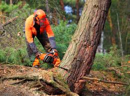 Best Tree Removal Service  in Grizzly Flats, CA