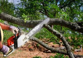 Best Emergency Tree Removal  in Grizzly Flats, CA