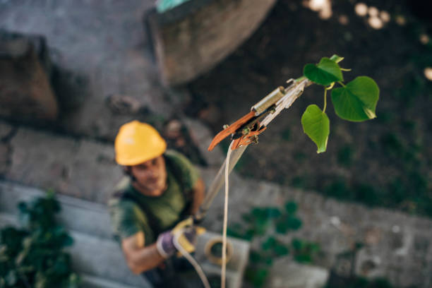 Best Root Management and Removal  in Grizzly Flats, CA