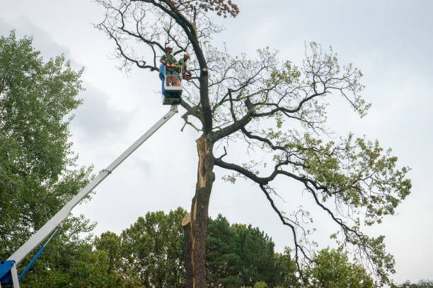 Best Palm Tree Trimming  in Grizzly Flats, CA