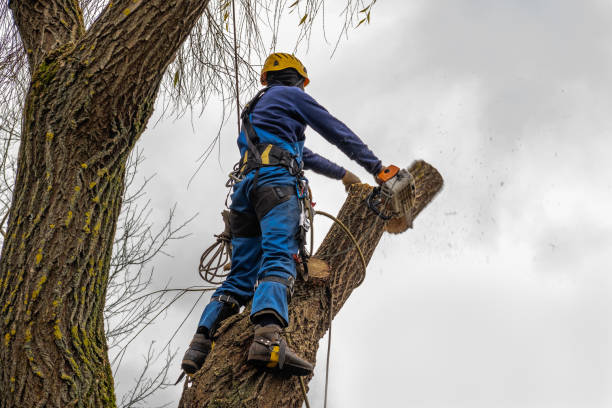 Best Tree Planting Services  in Grizzly Flats, CA