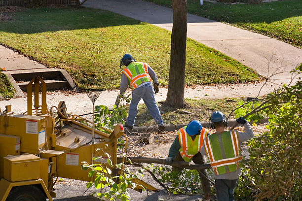 Best Tree Disease Treatment  in Grizzly Flats, CA