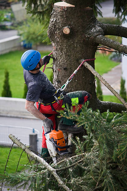 Organic Lawn Care Solutions in Grizzly Flats, CA