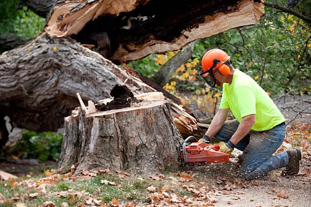 Best Tree Risk Assessment  in Grizzly Flats, CA