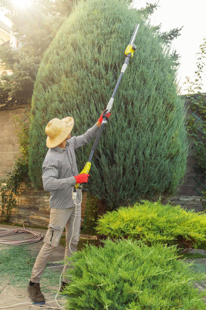 Best Tree Removal Service  in Grizzly Flats, CA