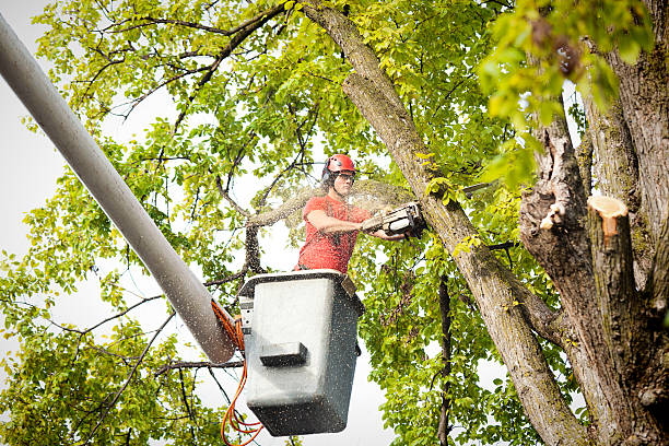 Best Fruit Tree Pruning  in Grizzly Flats, CA