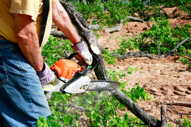 Best Lawn Grading and Leveling  in Grizzly Flats, CA